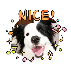 ボーダーコリーと愉快な仲間たち