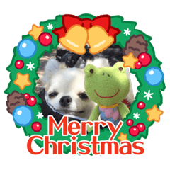 チワワ兄妹今日も元気なスタンプ