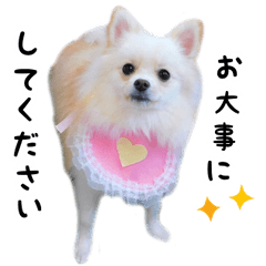 ポメラニアンのぽむ２