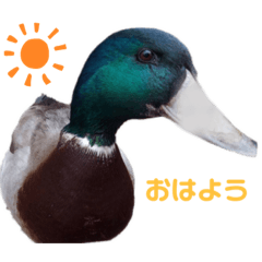 ぴーたんのスタンプだよ