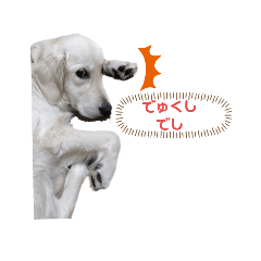 二代目犬れいNo.２