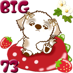 【Big】シーズー犬 73『こんなご時世の春』