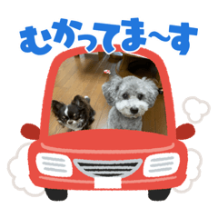 デカ文字シルバープードルの乱歩