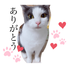 にしむらにゃん3