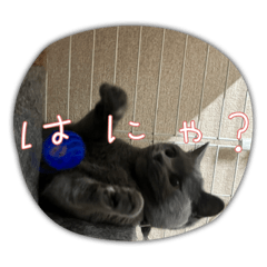 おもしろワンニャン