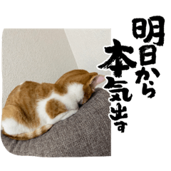 ねこまみれの日常