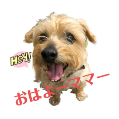 犬‼️ノーフォークテリア‼️Part1.