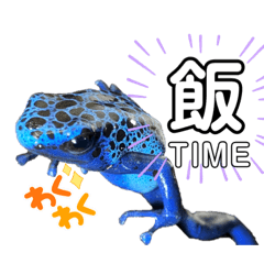 コバルトヤドクガエルちゃん。