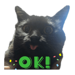 黒猫ひふみと仲間たち