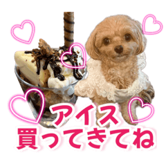 トイプーティナちゃん14夏！