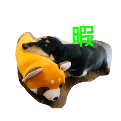 マスク被った犬