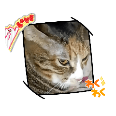 わらびちゃん猫