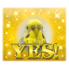 セキセイインコのピナちゃん 2 【修正版】