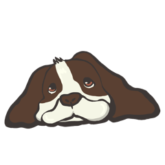 スプリンガースパニエルのバロンくん