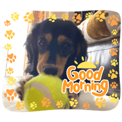 OND家のワンコたち