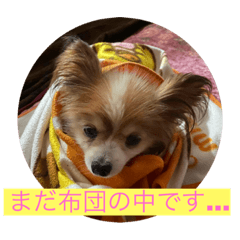 ウチのワンコすたんぷ