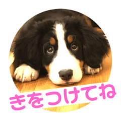 バーニーズstamp