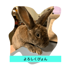 うさぎのユニークくん【日常生活編】