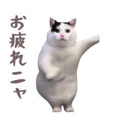 動く！躍る猫ミーム！(パート6)