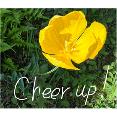 大切な人におくる花と言葉