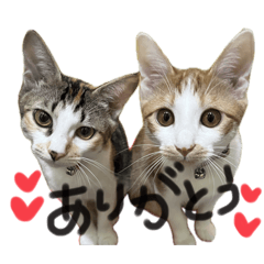 私たちはかんこはです。