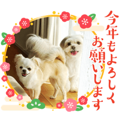 すみまろ可愛いスタンプ