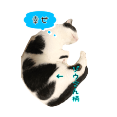 ネコ　まるちゃん達2