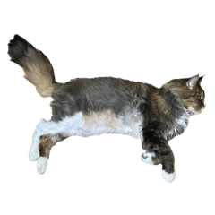 景虎さんのスタンプ