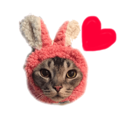 でぶ猫カプくん