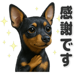 【敬語】使いやすい！ミニチュアピンシャー