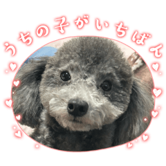 うちの子が一番です。