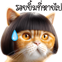 Namchok Funny Orange Cat