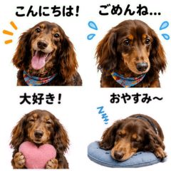 ダックスフンド ソラの日常スタンプ