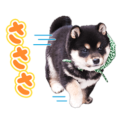 和風総本家・21代目豆助