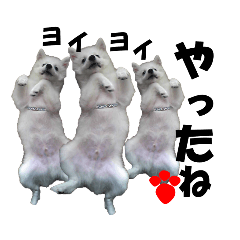 犬田さんちのスピッツ