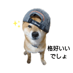 柴犬もかのスタンプだよ！