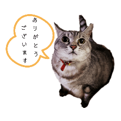 しま猫スタンプ