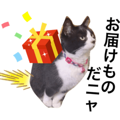 くろ&はっぴーの日常