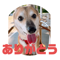 ナッツ スタンプ⑩