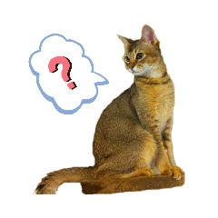 ソマリのめんまさん