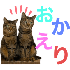 双子のチビ達①