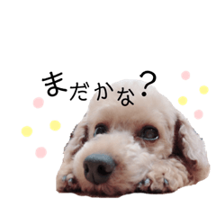 ロンポコ☆第1弾