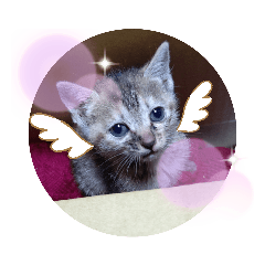 子猫の日常会話