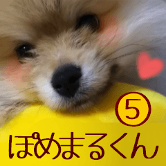 ぽめまるくん5～もっと実写版～