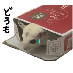 可愛いフクモモちゃん達Ｎｏ．1