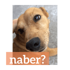 ブラジル半野良犬リリー。トルコ語