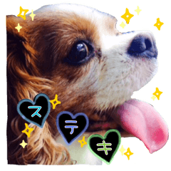 続キャバリアのちゃんココ。実写版。