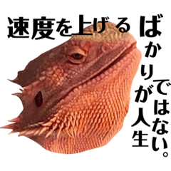 愛すべきフトアゴヒゲトカゲ