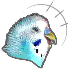 セキセイインコのPちゃん