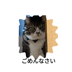 あんず丸ニャン